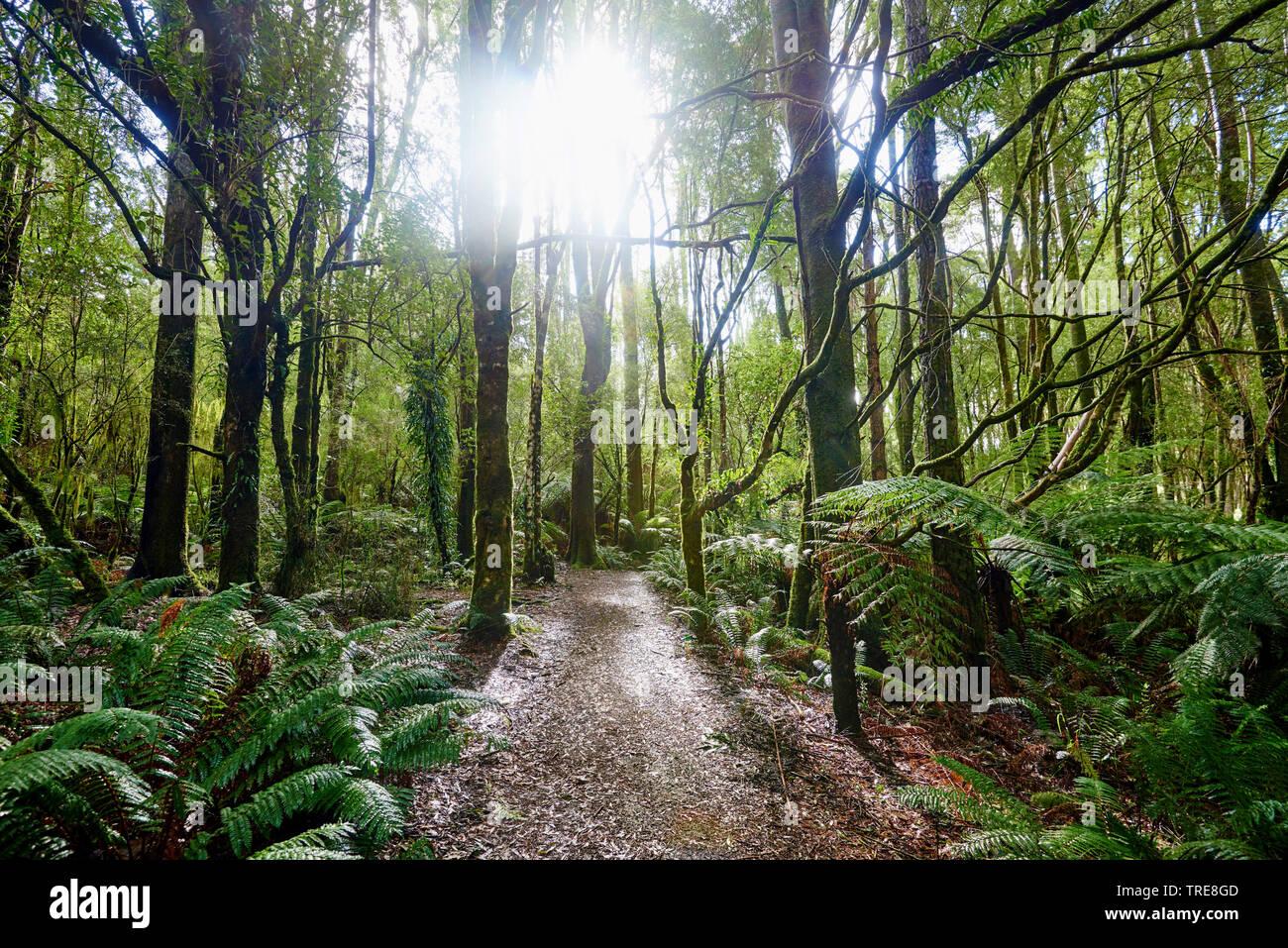 hiking way through the forest in the Great Otway National Park in spring, Australia, Victoria, Great Otway National Park Stock Photo