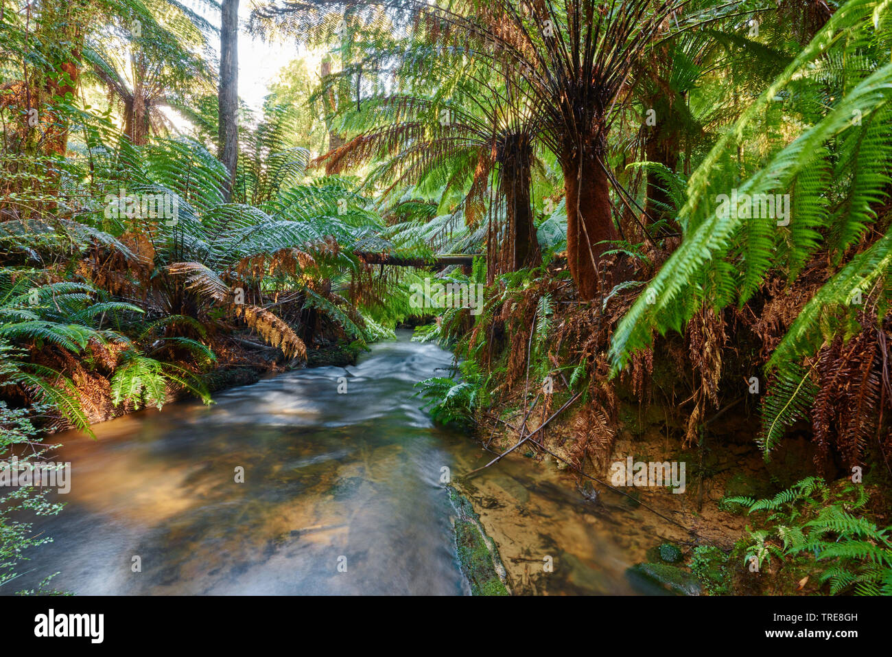 brook through the rainforest in the Great Otway National Park in spring, Australia, Victoria, Great Otway National Park Stock Photo