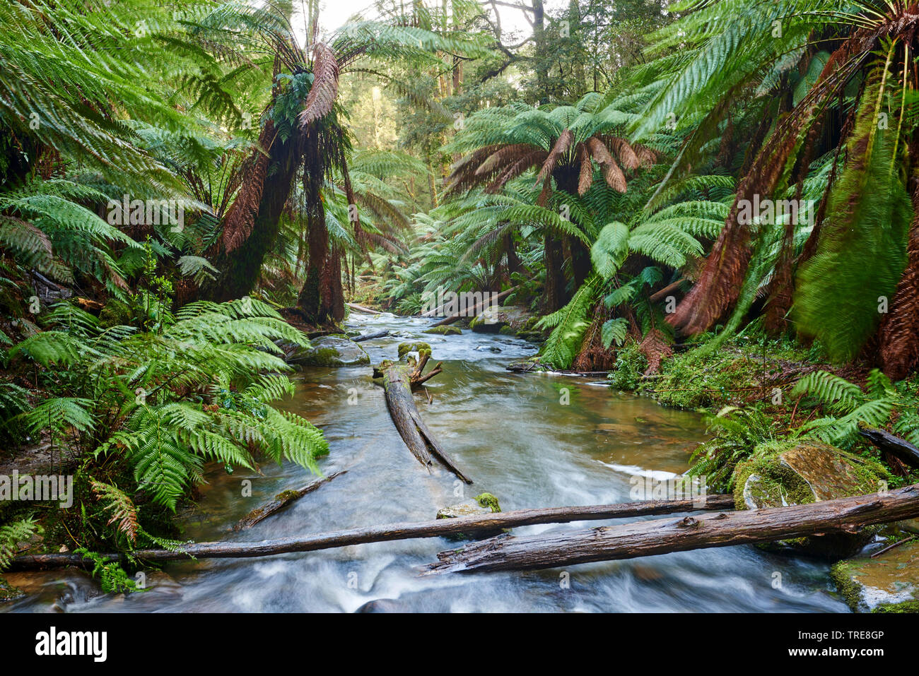 brook through the rainforest in the Great Otway National Park in spring, Australia, Victoria, Great Otway National Park Stock Photo