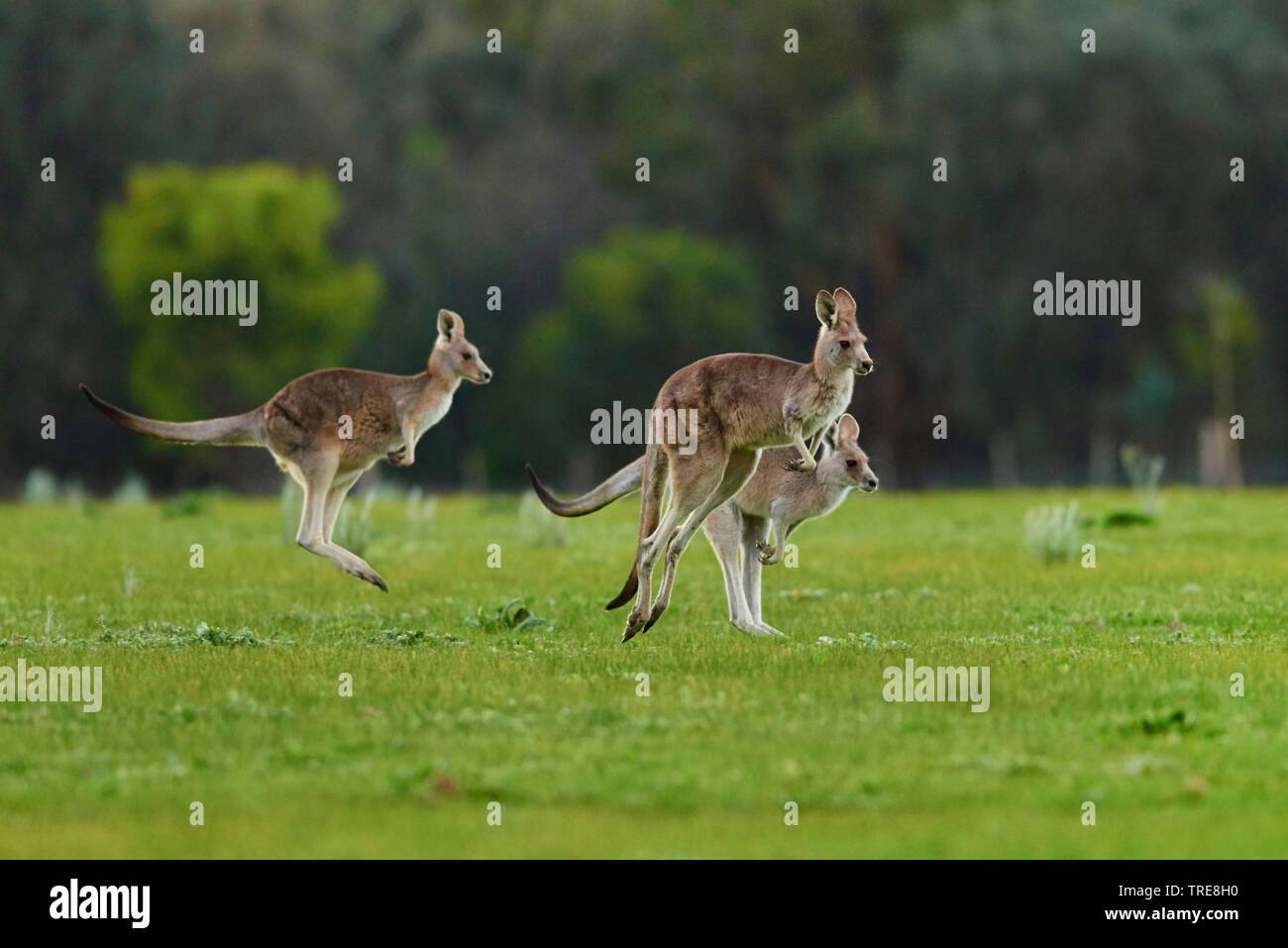 Kangaroos Jumping High Resolution Stock Photography and Images Alamy