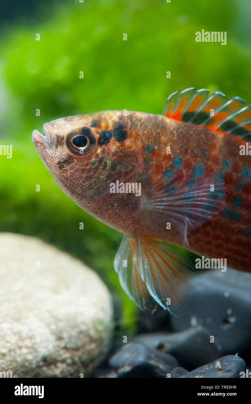 Burmese Badis (Badis ruber), in aquarium Stock Photo