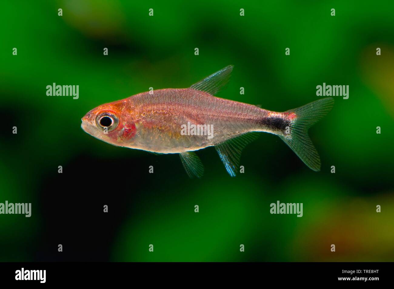 Ruby Tetra (Axelrodia riesei), in aquarium Stock Photo - Alamy