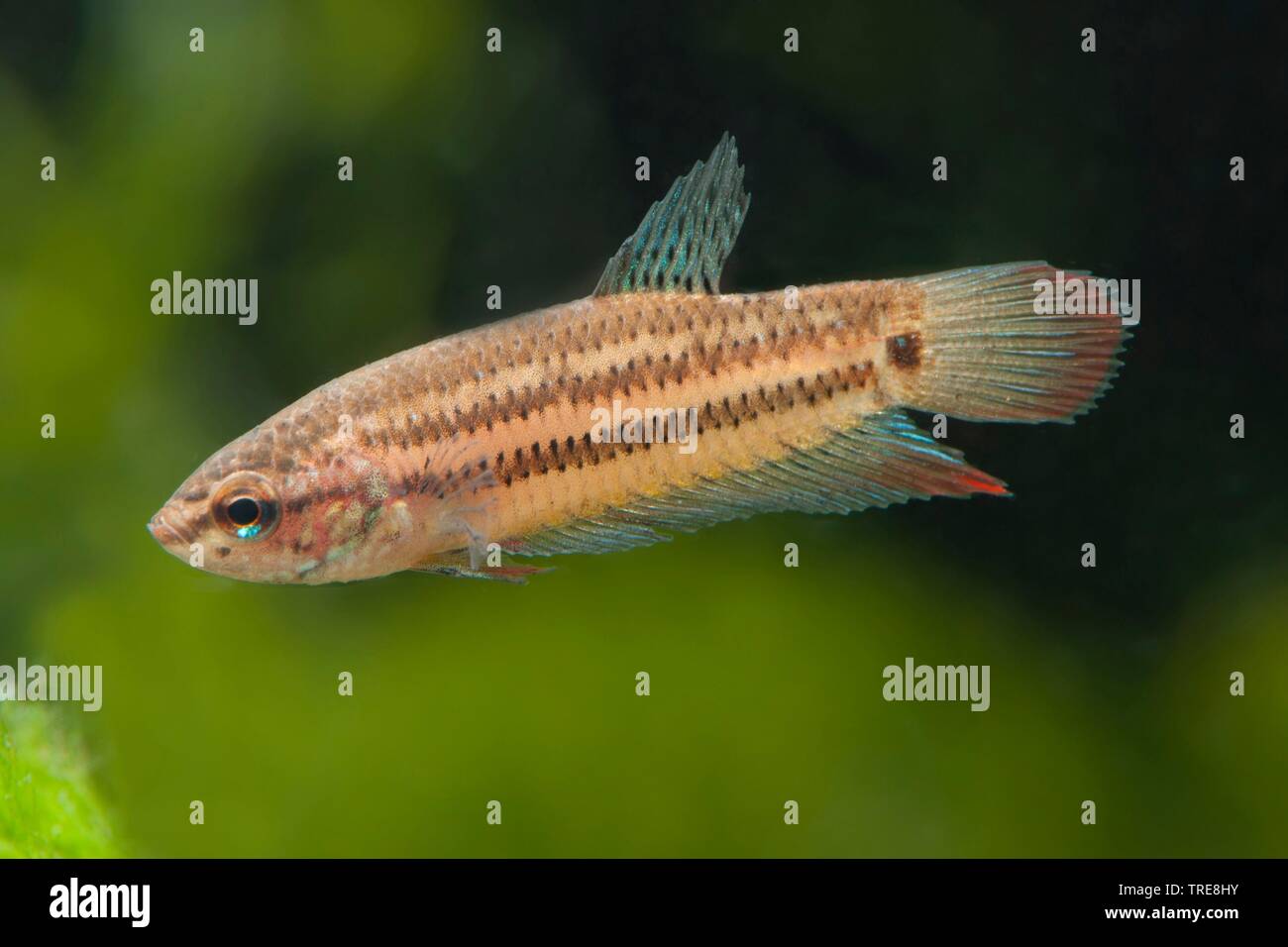 Peaceful betta, Crescent betta (Betta imbellis), in aquarium Stock Photo