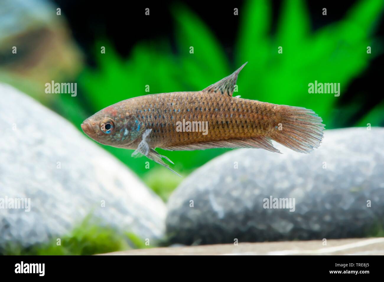 Peaceful Betta (Betta smaragdina), in aquarium Stock Photo