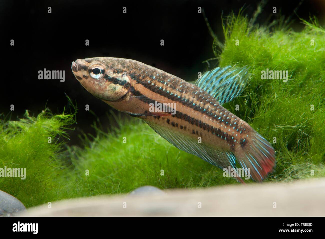 Peaceful betta, Crescent betta (Betta imbellis), in aquarium Stock Photo