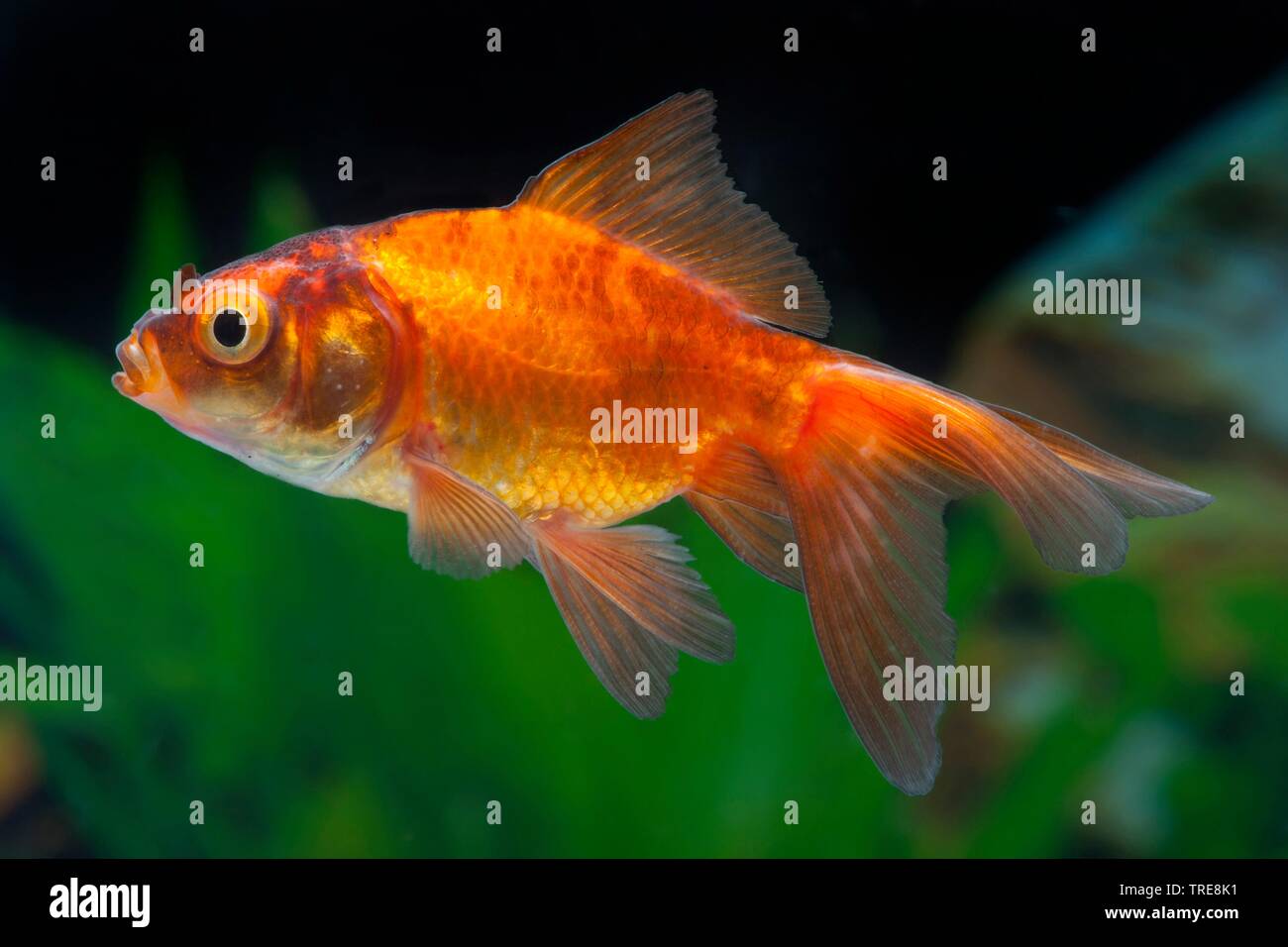 goldfish, common carp (Carassius auratus), in aquarium Stock Photo Alamy