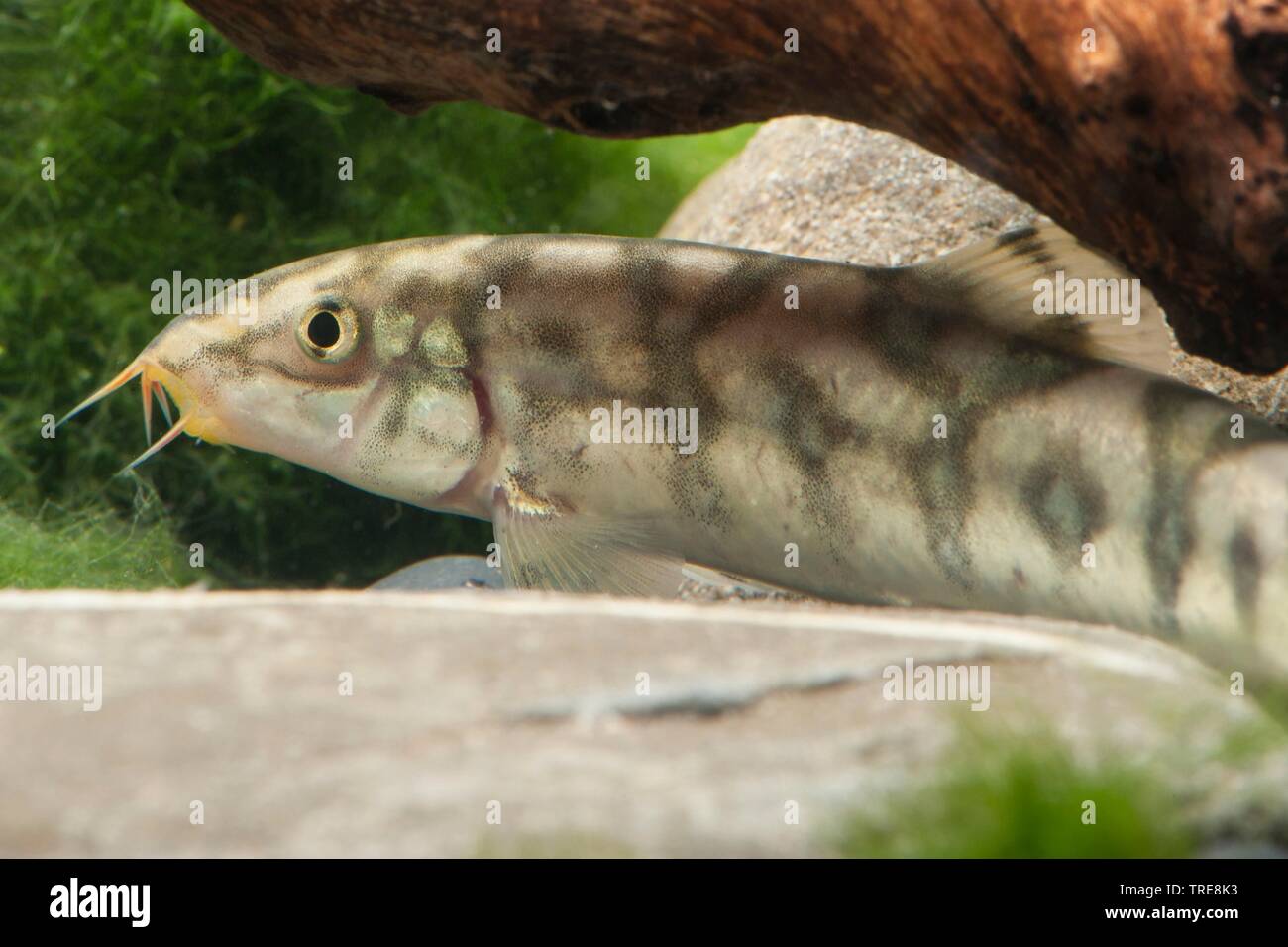Pakistani loach, Yoyo loach (Botia almorhae, Botia lohachata), in aquarium Stock Photo