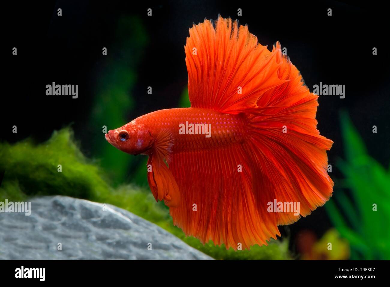 Halfmoon betta hi-res stock photography and images - Alamy