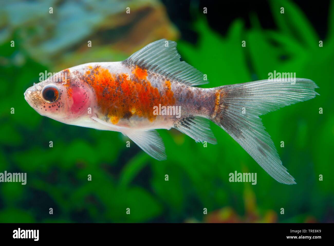 goldfish, common carp (Carassius auratus Calico), breed Calico Stock Photo