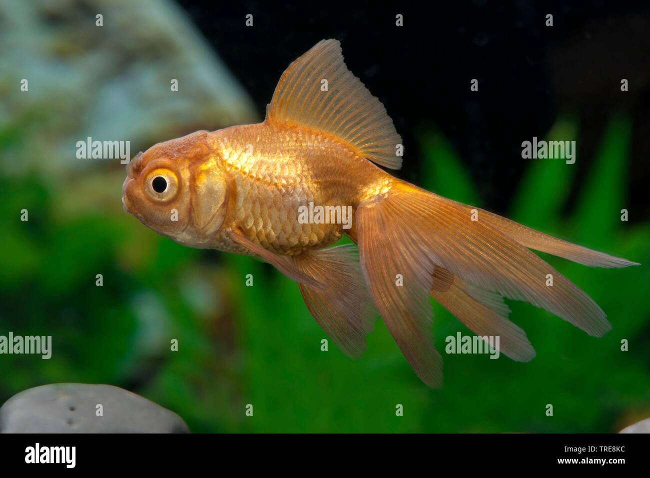 goldfish, common carp (Carassius auratus Oranda Kupfer), breed Oranda copper Stock Photo