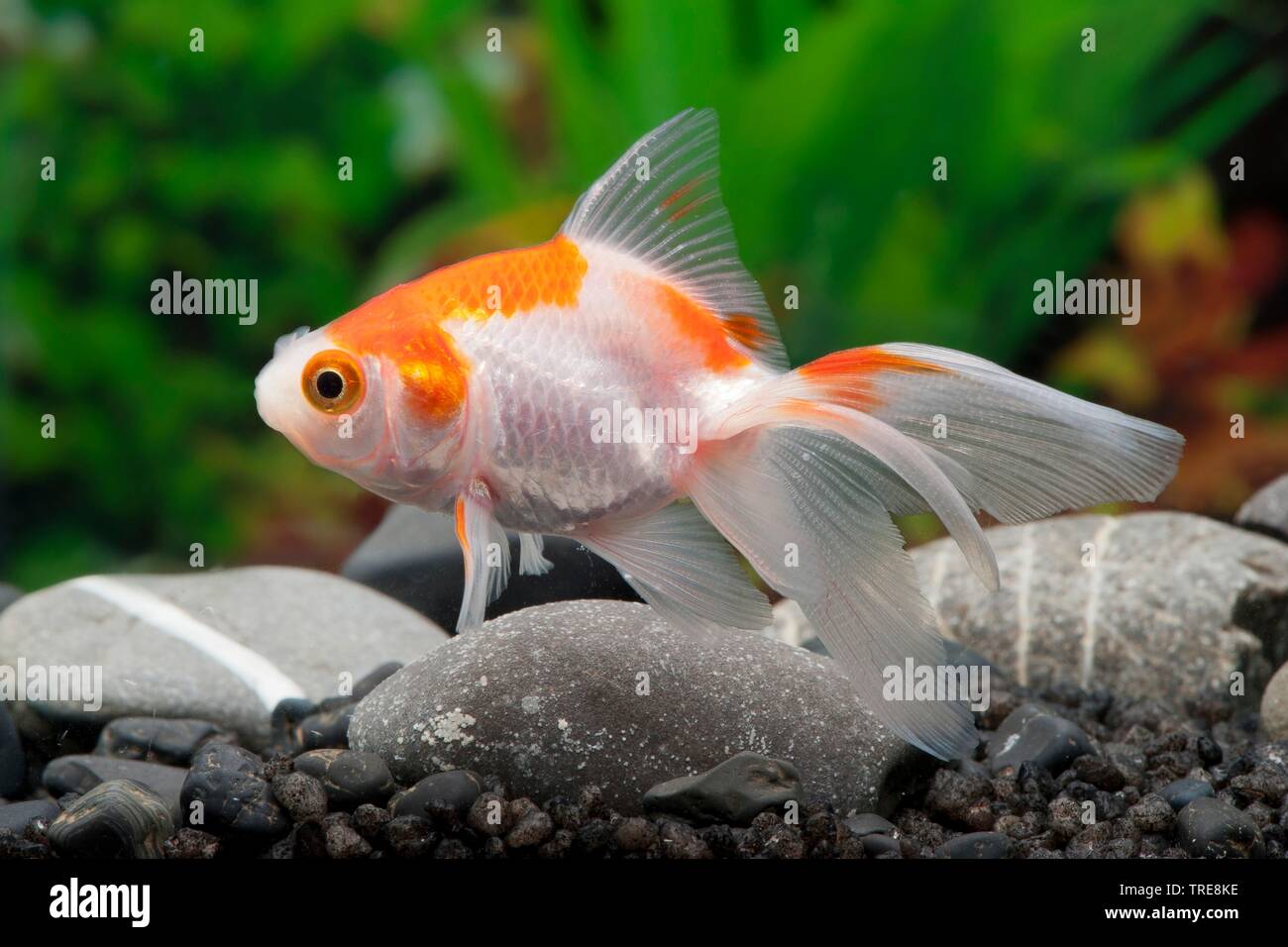 goldfish, common carp (Carassius auratus Oranda Rotweiss), breed Oranda redwhite Stock Photo