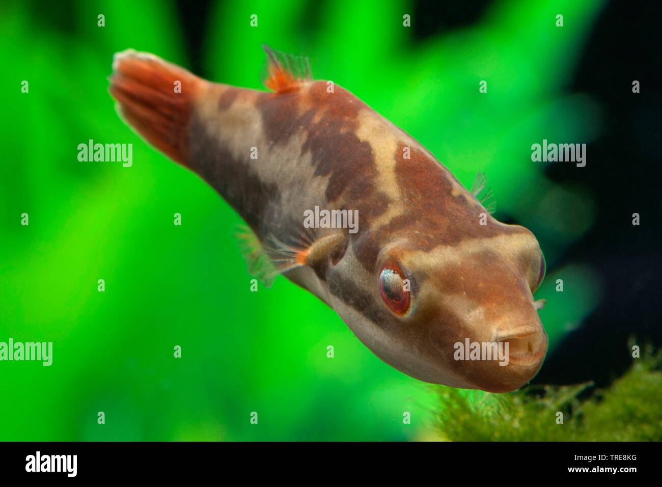 Somphong's Puffer; Crested Puffer (Carinotetraodon lorteti), in aquarium Stock Photo