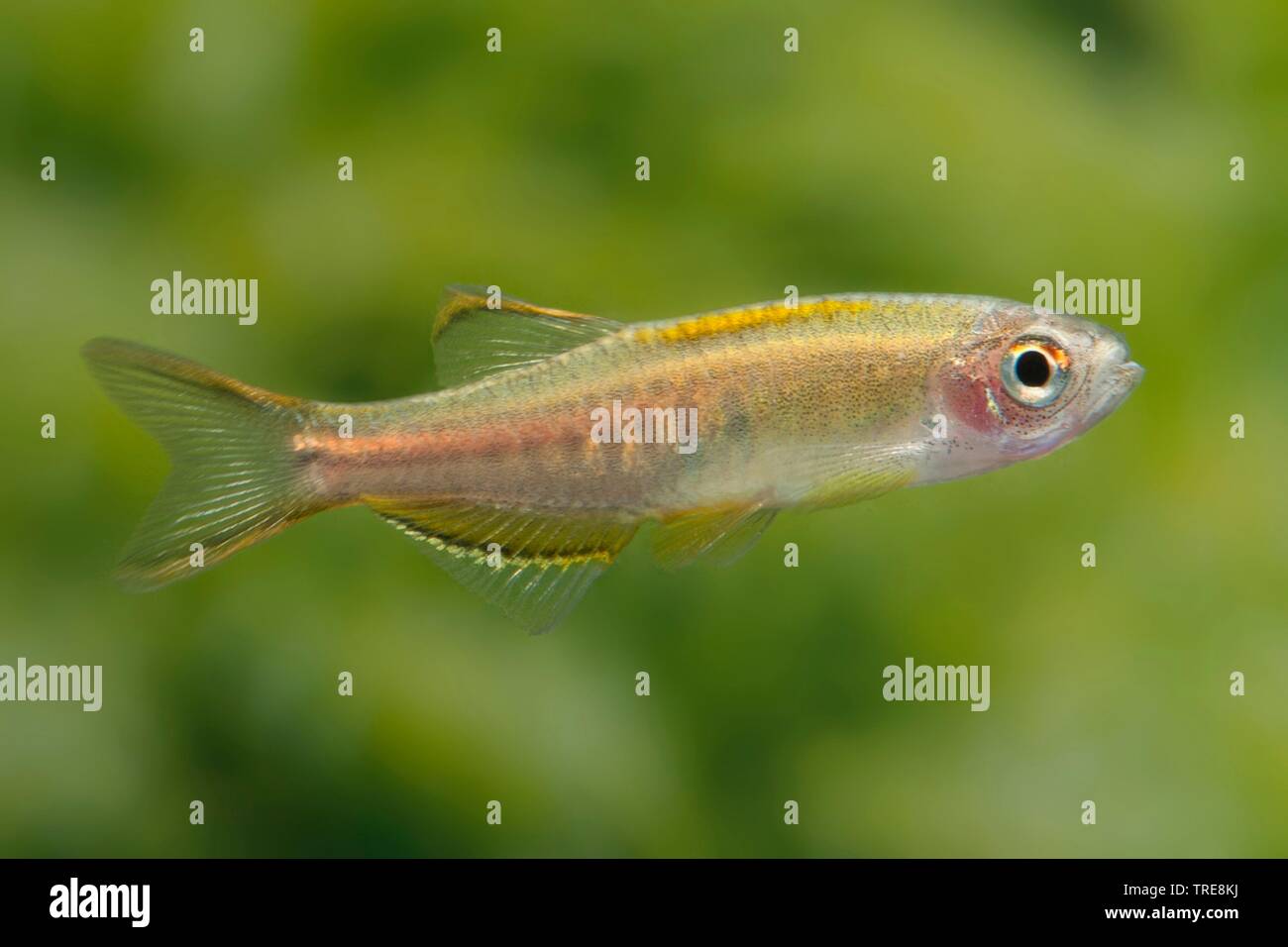 Burma danio, Glowlight danio (Danio choprae, Danio choprai, Brachydanio choprai, Celestichthys choprae), in aquarium Stock Photo