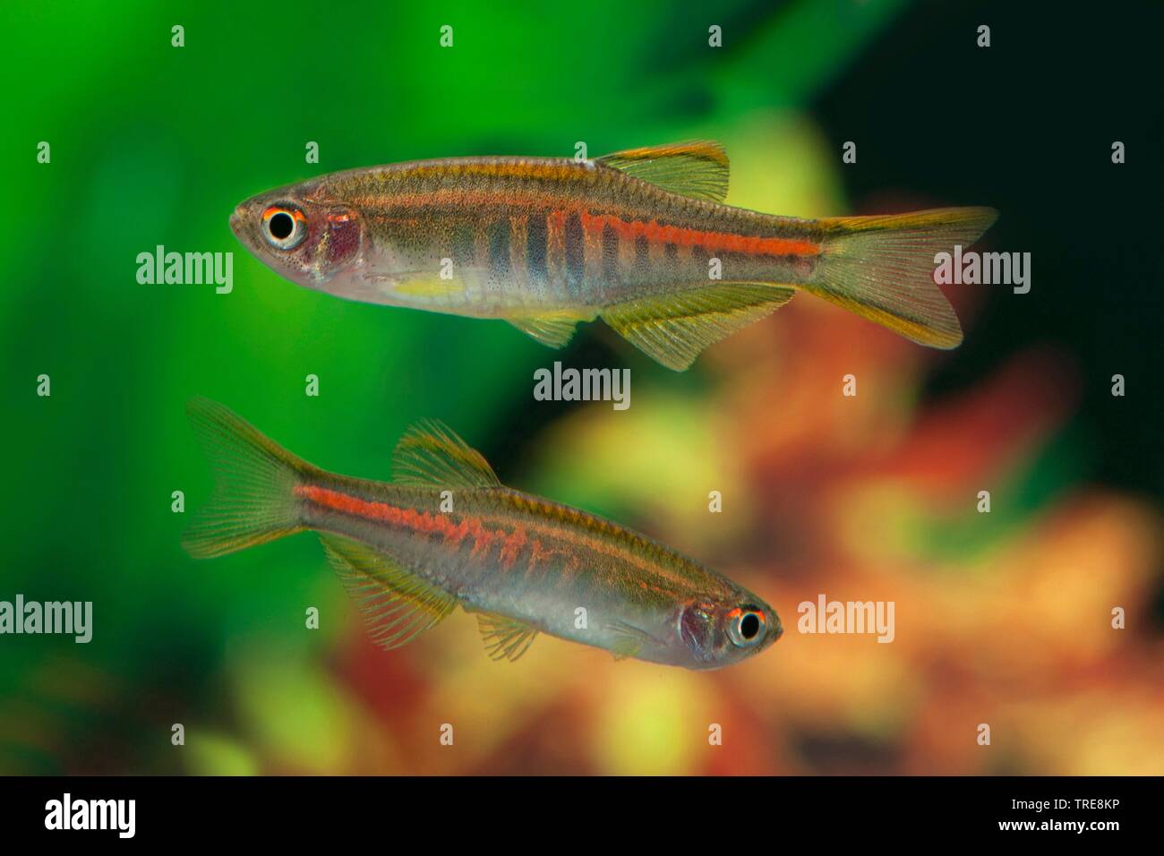 Burma danio, Glowlight danio (Danio choprae, Danio choprai, Brachydanio choprai, Celestichthys choprae), in aquarium Stock Photo