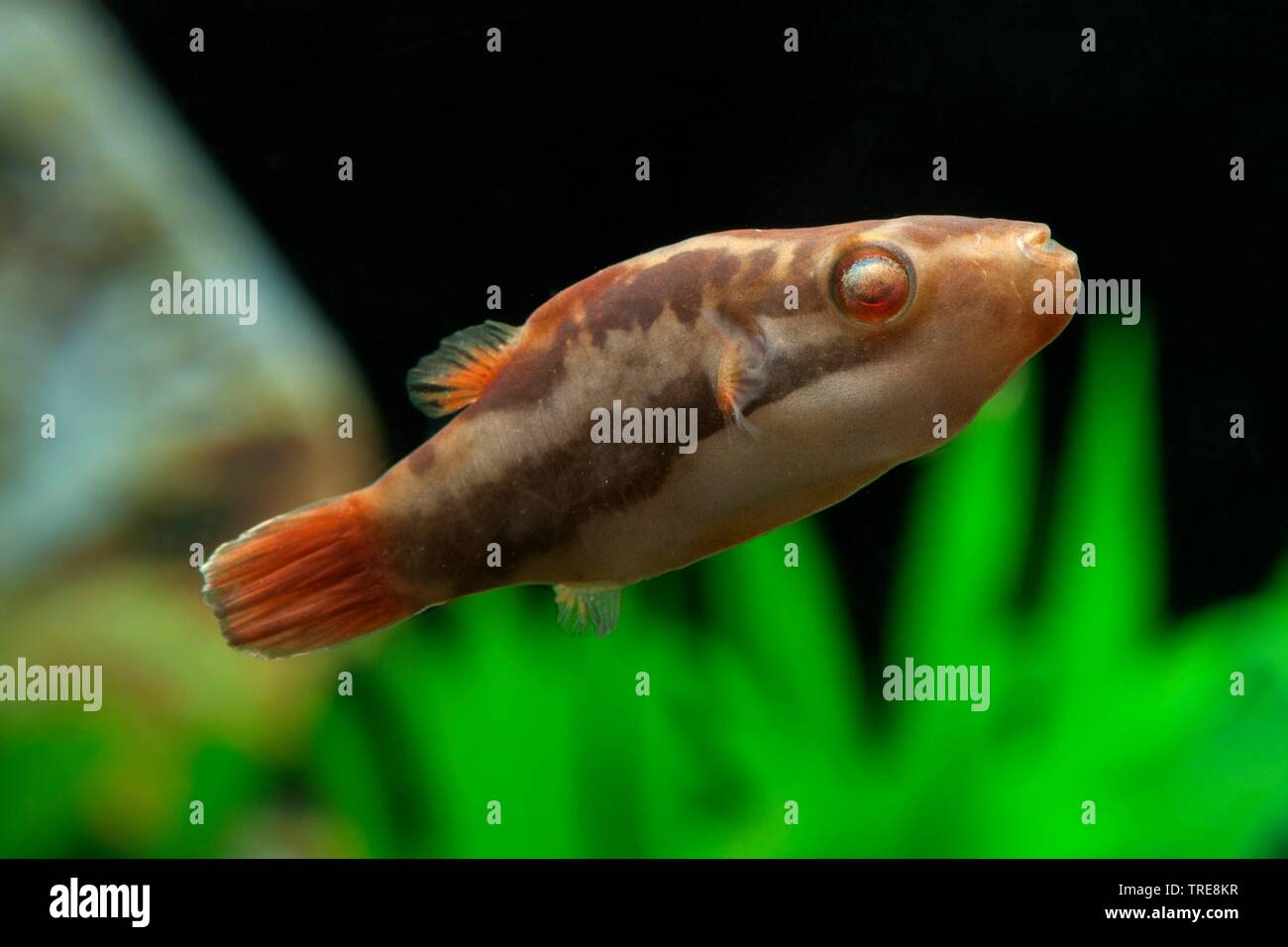 Somphong's Puffer; Crested Puffer (Carinotetraodon lorteti), in aquarium Stock Photo