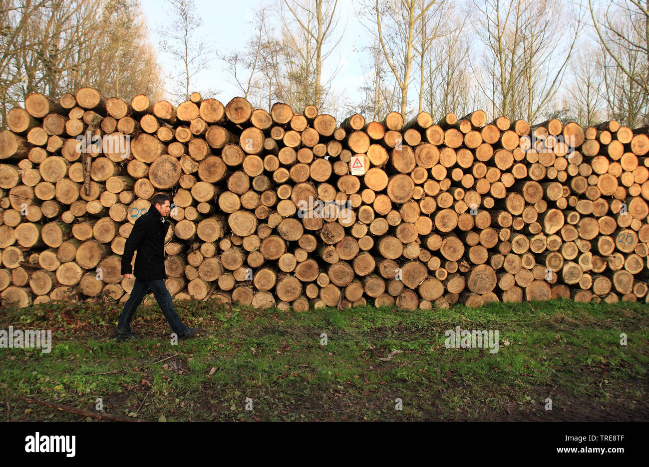 Stacked trees for industry, Netherlands Stock Photo Alamy
