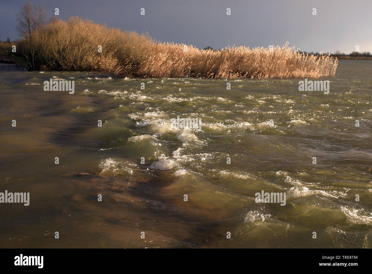 flooded De Biesbosch, Netherlands, De Biesbosch National Park Stock Photo