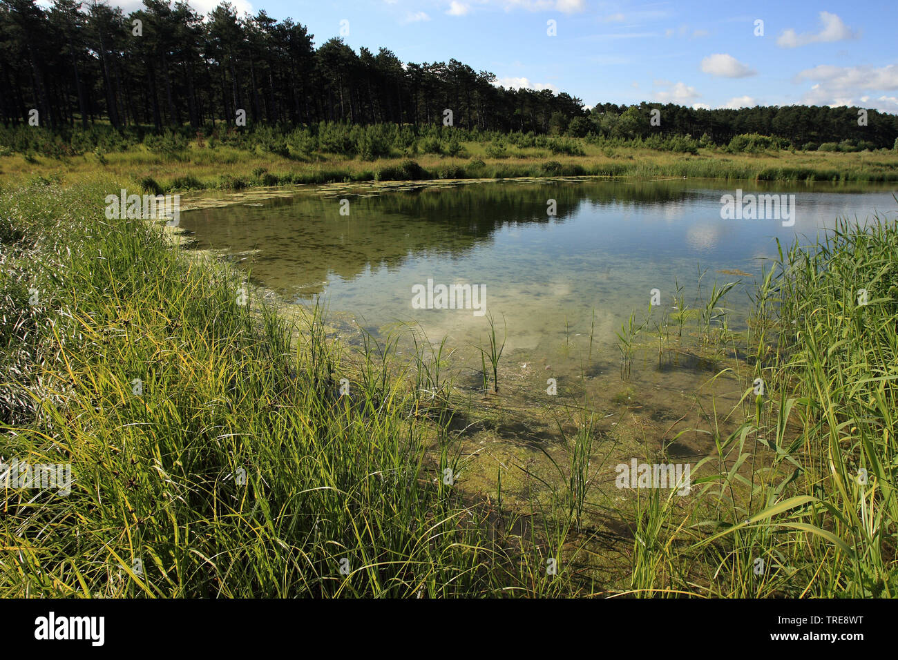 pond in the Dunes of Schouwen-Duiveland, Netherlands Stock Photo