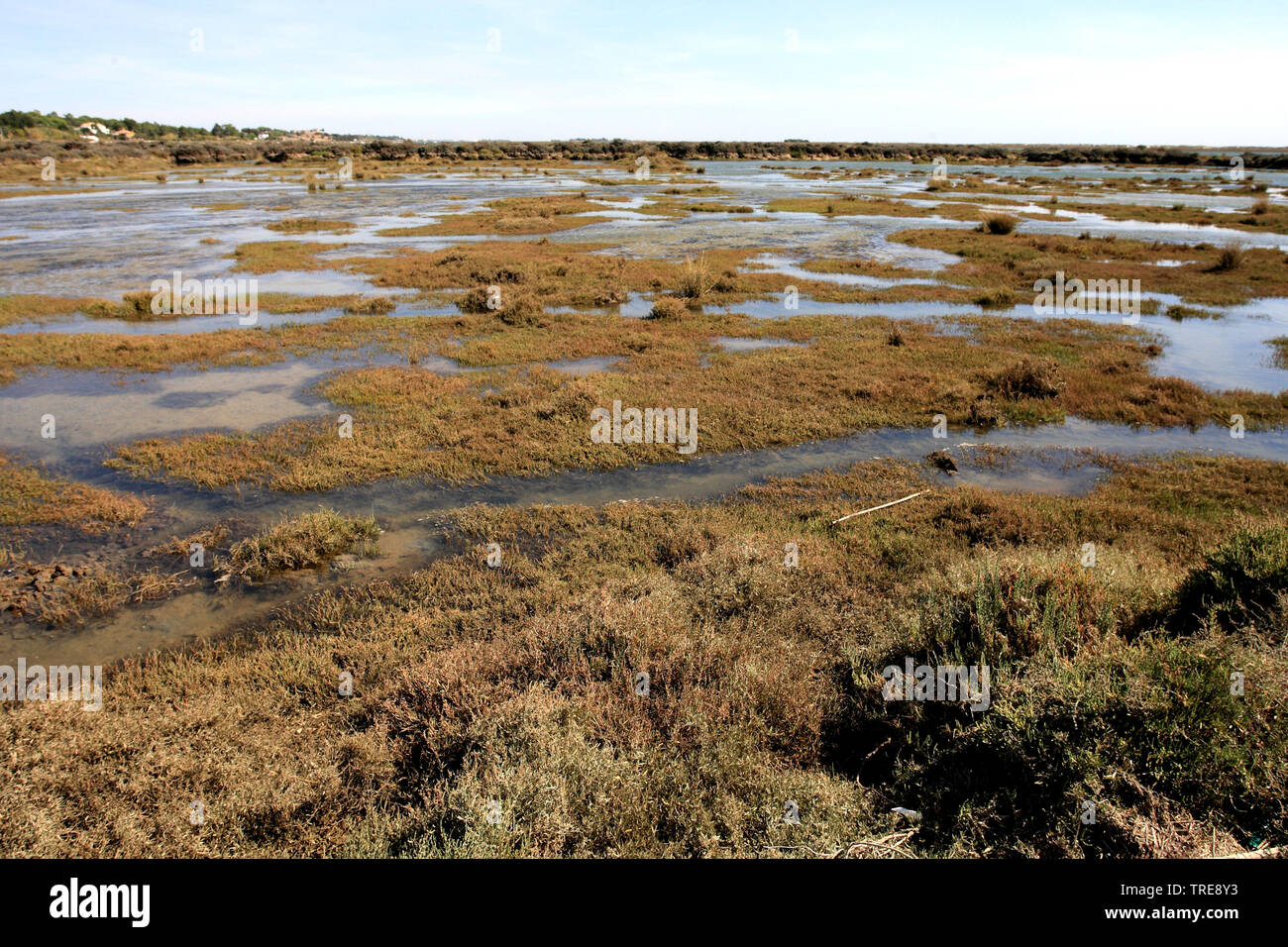 Ria Formosa lagoon is a important stop over site for migrating birds, Portugal, Algarve Stock Photo