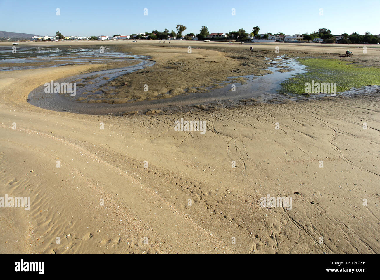 Ria Formosa lagoon is a important stop over site for migrating birds, Portugal, Algarve Stock Photo