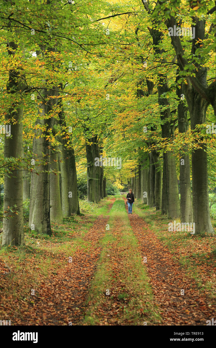 forest path in autumn, Netherlands Stock Photo