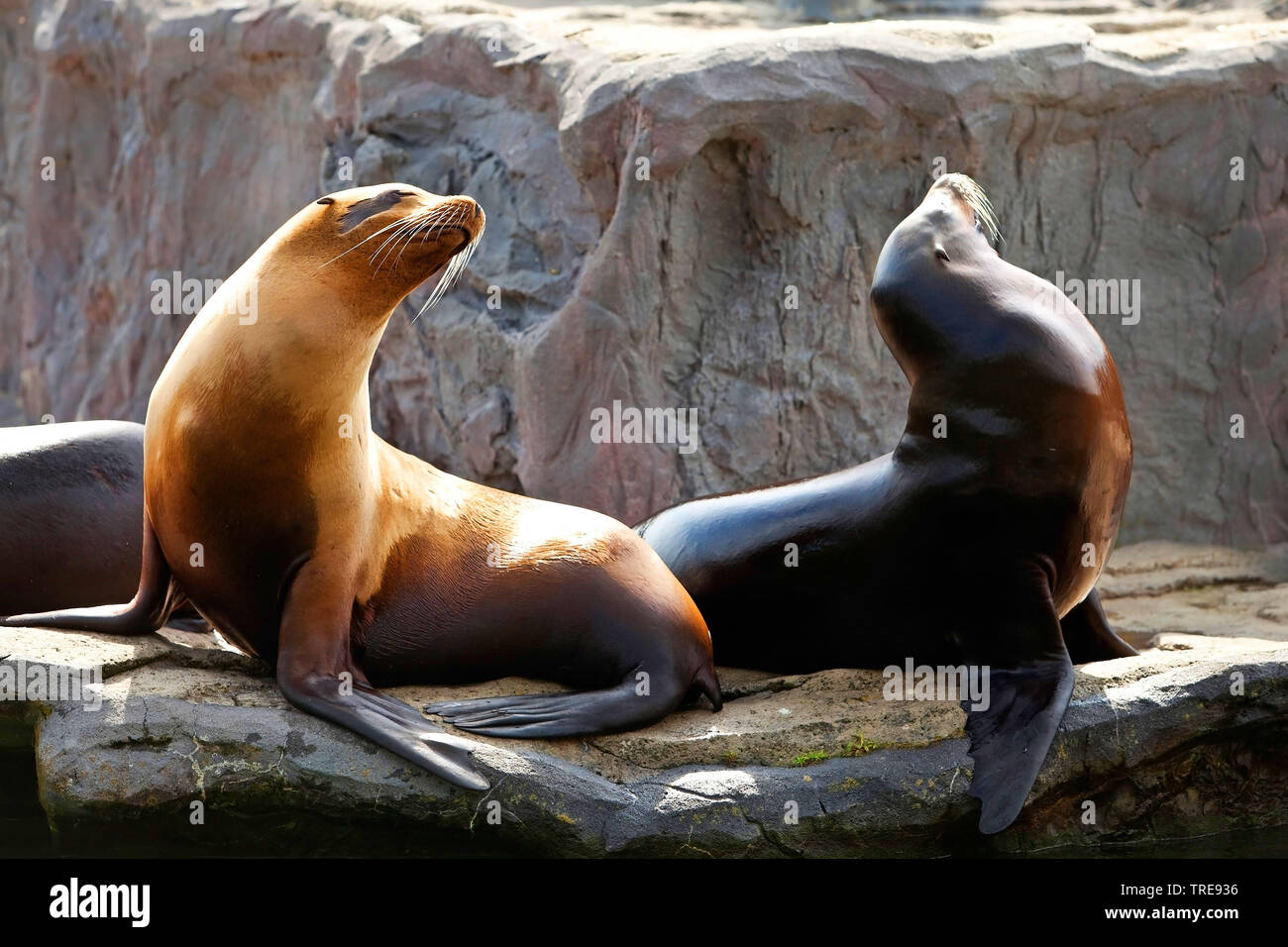 Californian sea lion (Zalophus californianus), two females sunbathing on a rock in a zoo, side view Stock Photo