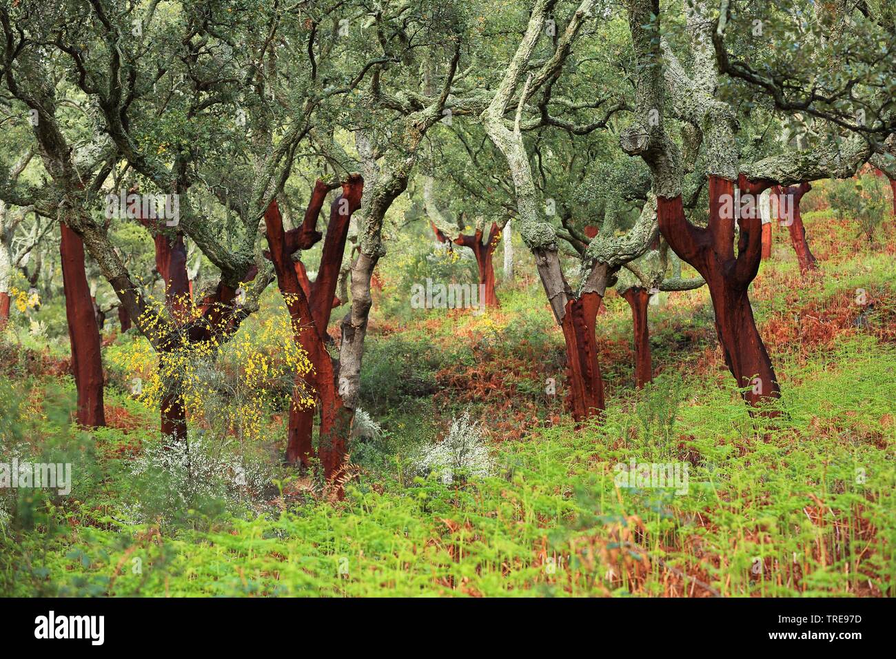 cork oak (Quercus suber), cork oak forest, Spain, Extremadura