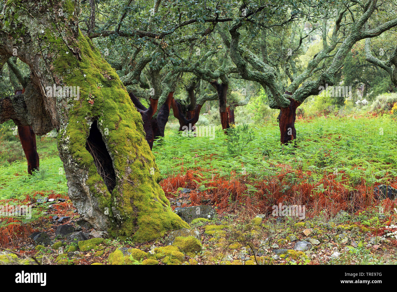 Cork trees extremadura spain hires stock photography and images Alamy