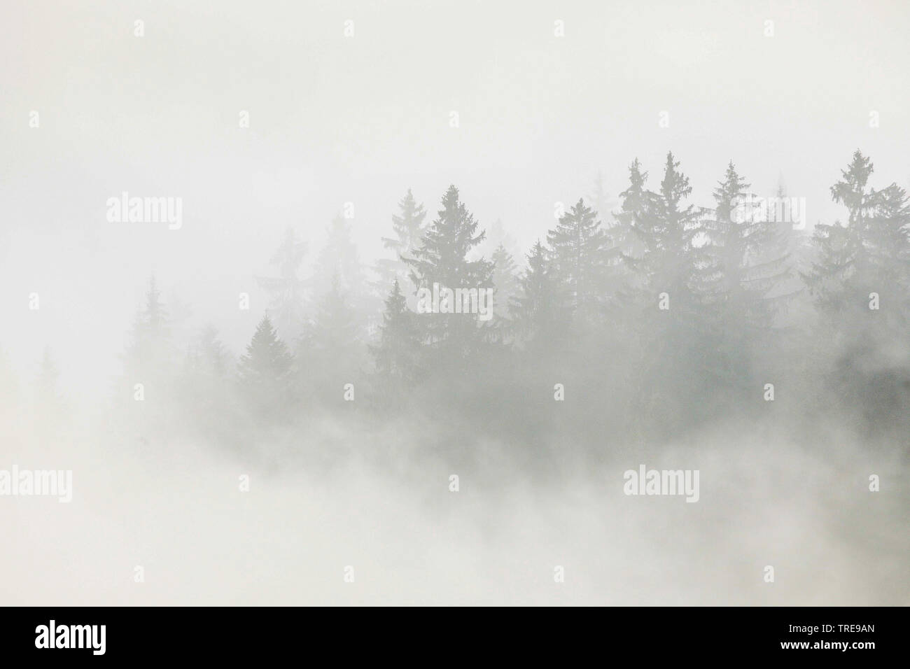 Norway spruce (Picea abies), spruce forest at Ratenpass  in fog, Switzerland Stock Photo
