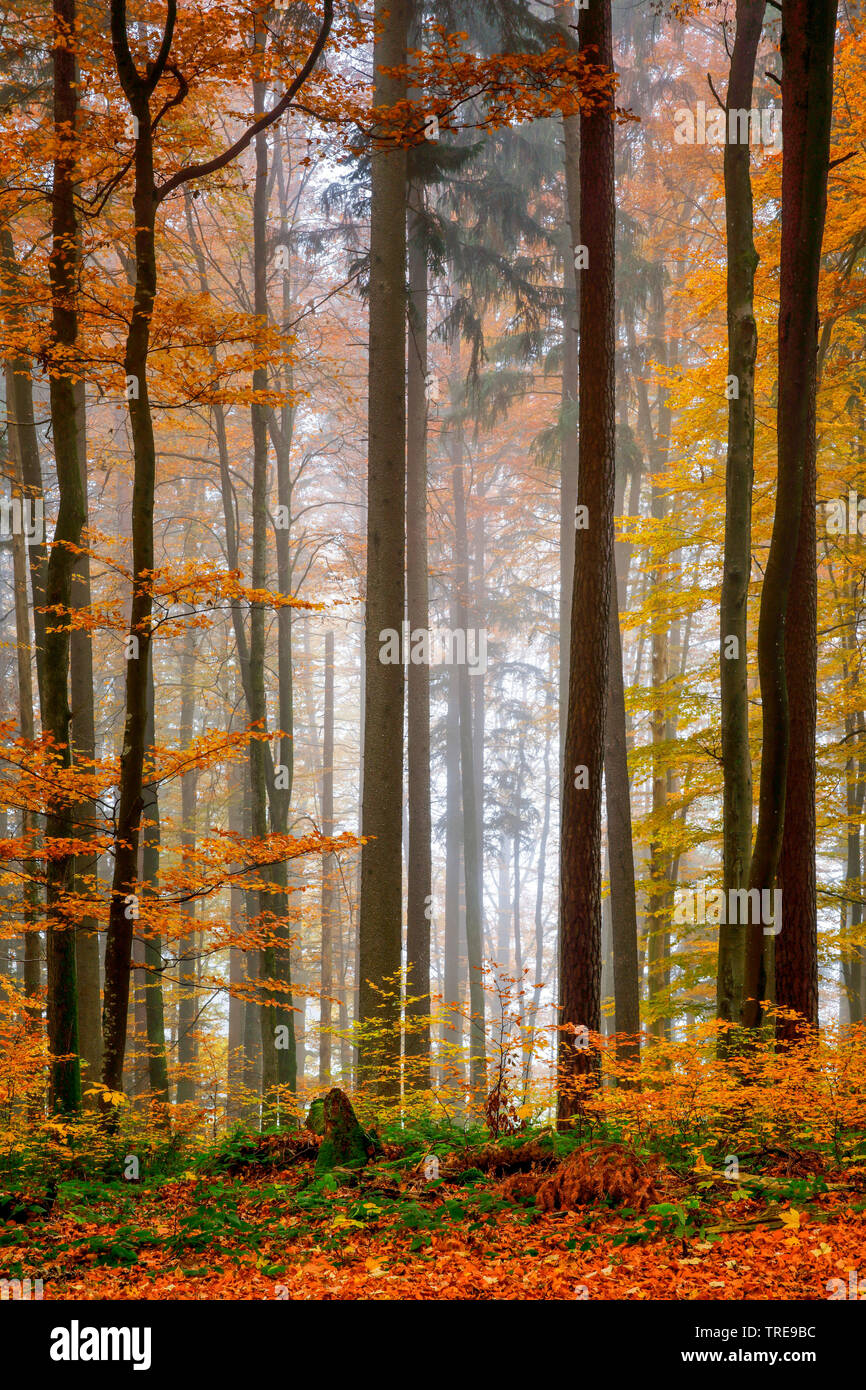 autumn forest, Switzerland, Zuercher Oberland Stock Photo