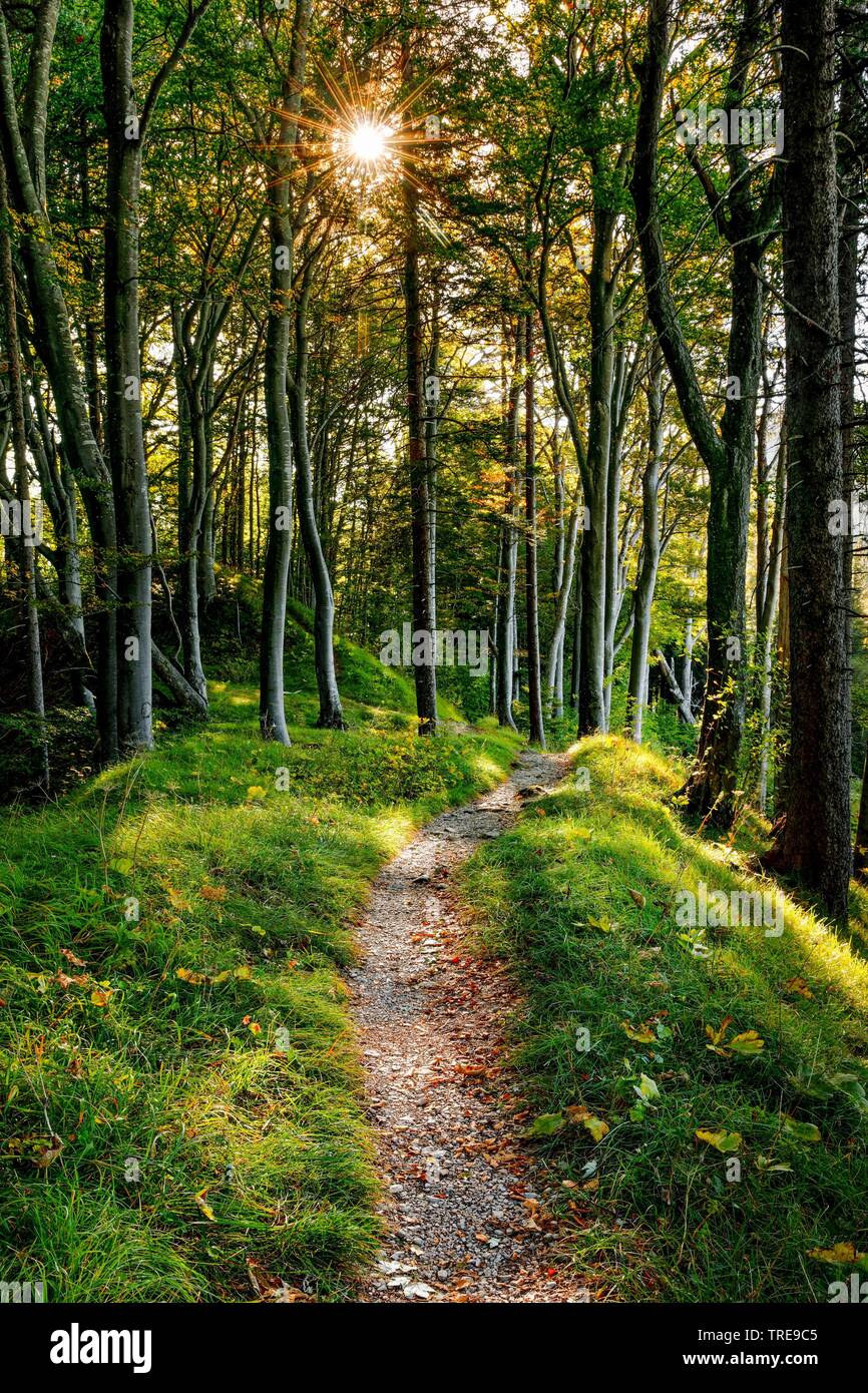 forest path, Switzerland Stock Photo
