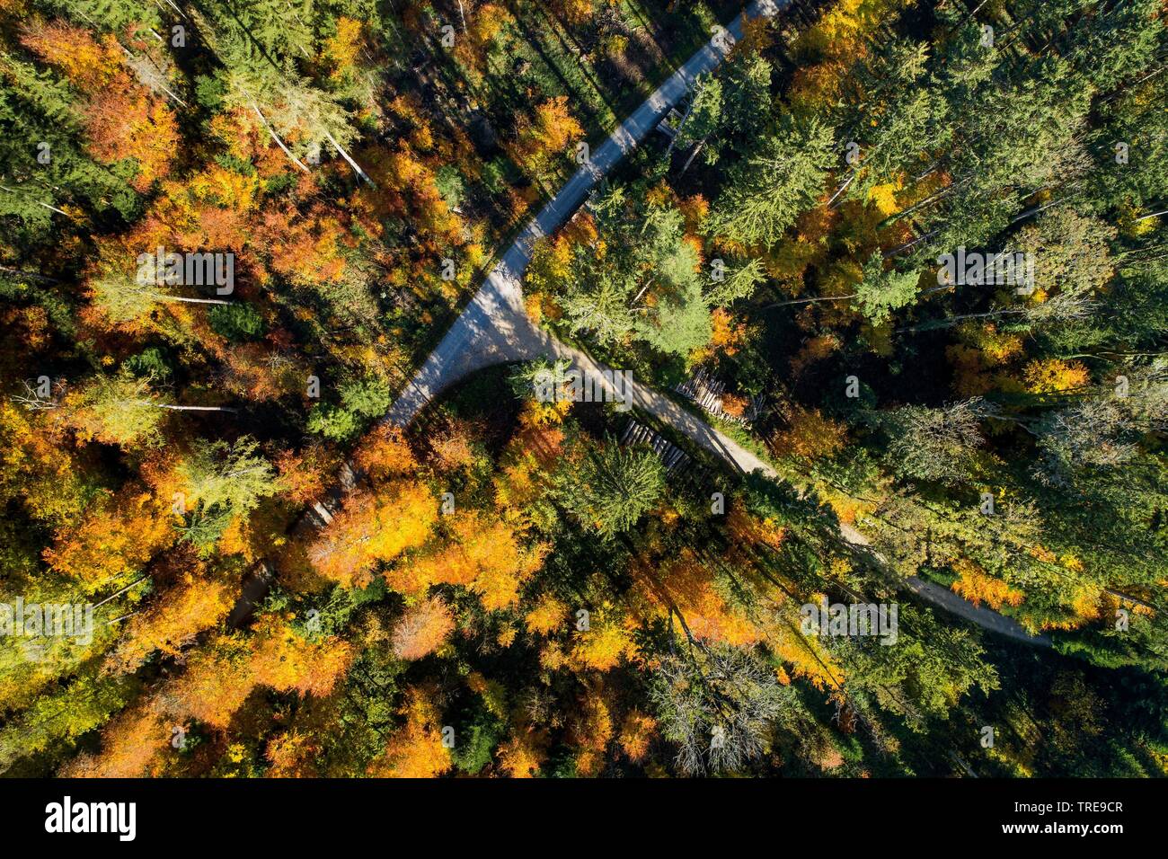 autumn forest in Zuercher Oberland, drone picture, Switzerland, Zuercher Oberland Stock Photo