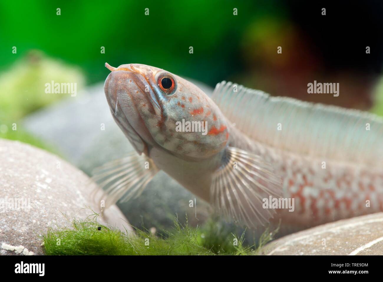 Lal Cheng Snakehead (Channa andrao), on the ground, side view Stock Photo