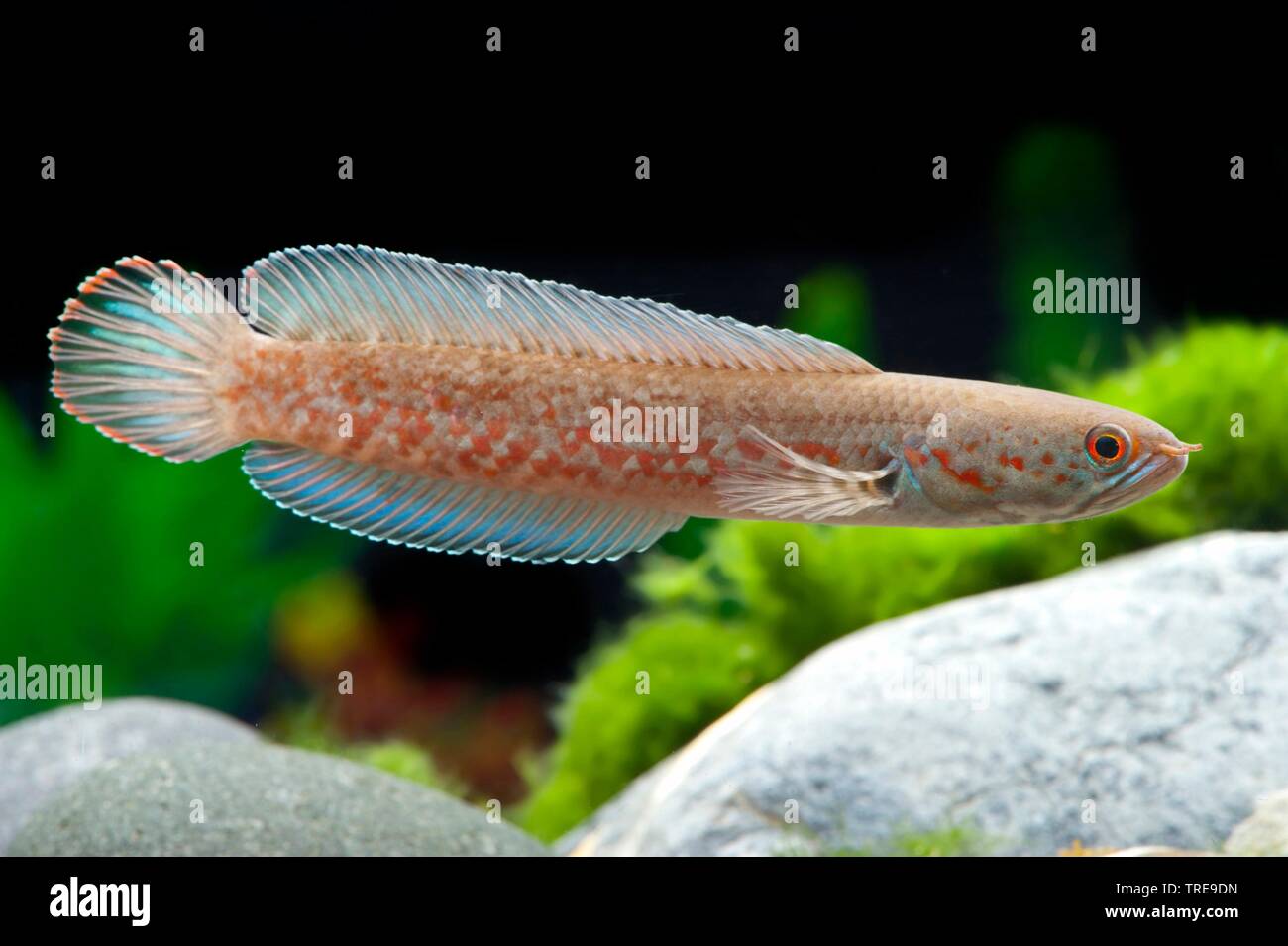 Lal Cheng Snakehead (Channa andrao), swimming, side view Stock Photo