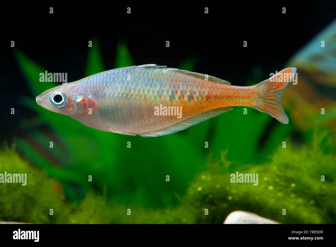 Bleher's Rainbowfish (Chilatherina bleheri), swimming, side view Stock Photo