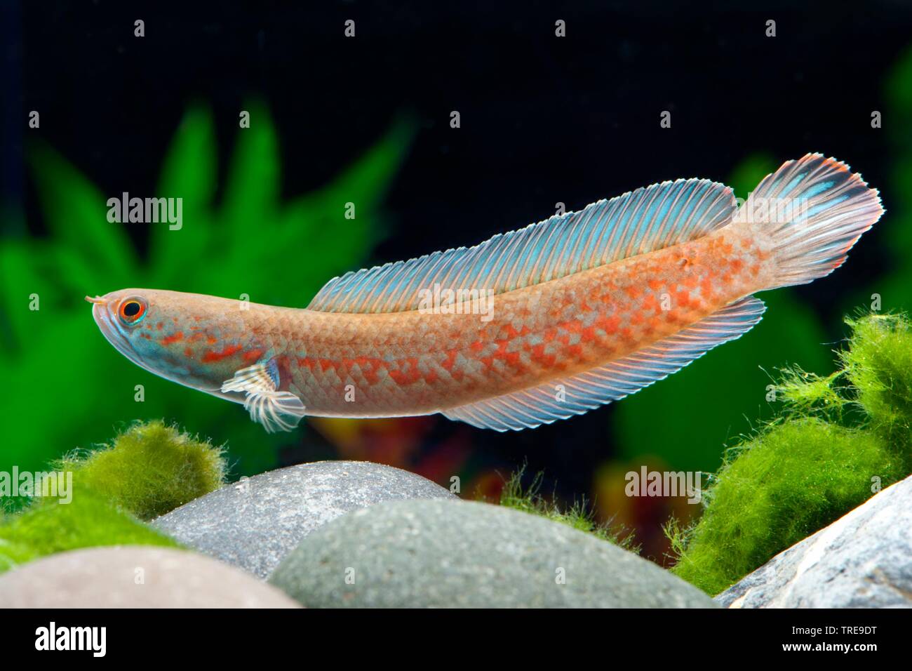 Channa fish hi-res stock photography and images - Alamy