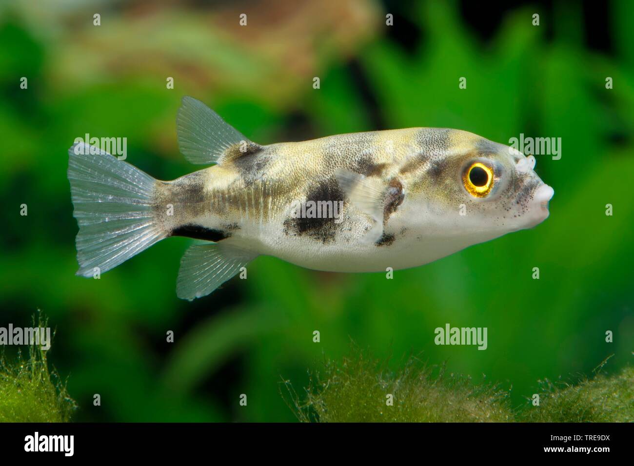 Amazon puffer, asellus puffer, South American freshwater puffer, Peruvian puffer (Colomesus asellus, Chelychthis asellus), swimming, side view Stock Photo