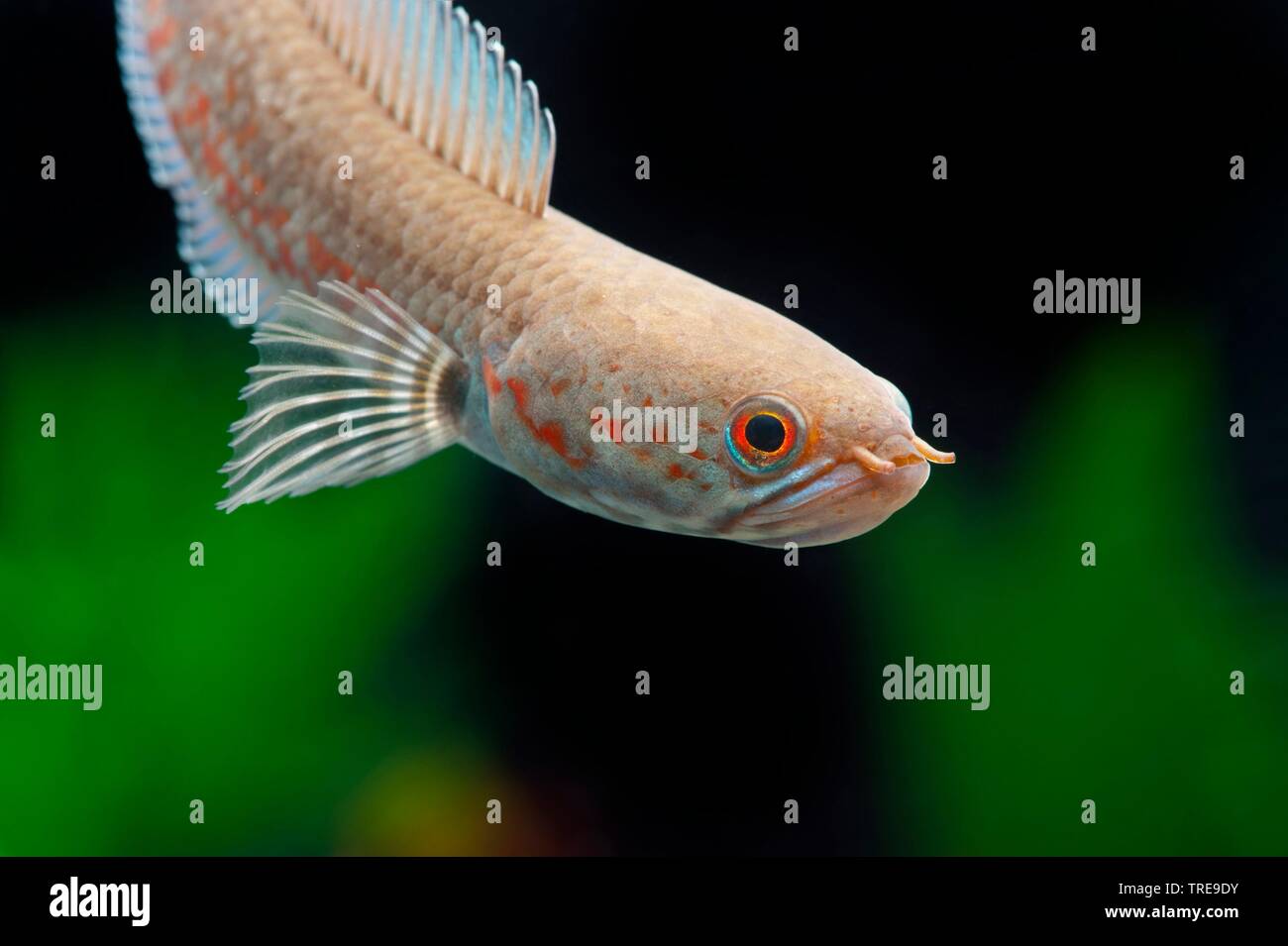 Lal Cheng Snakehead (Channa andrao), swimming, side view Stock Photo