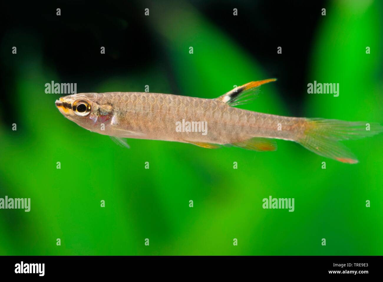 spraying characin, splashing tetra, splash tetra (Copella arnoldi, Copeina arnoldi), swimming, side view Stock Photo