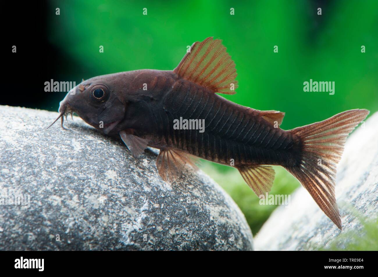 Bronze corydoras, Green corydoras, Bronze catfish, Lightspot corydoras, Wavy catfish (Corydoras aeneus), swimming, breed form Black Venezuela Stock Photo