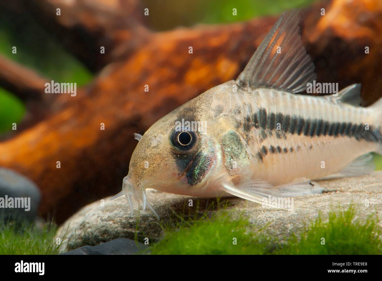armored catfish (Corydoras axelrodi deckeri), lying on the bottom Stock Photo
