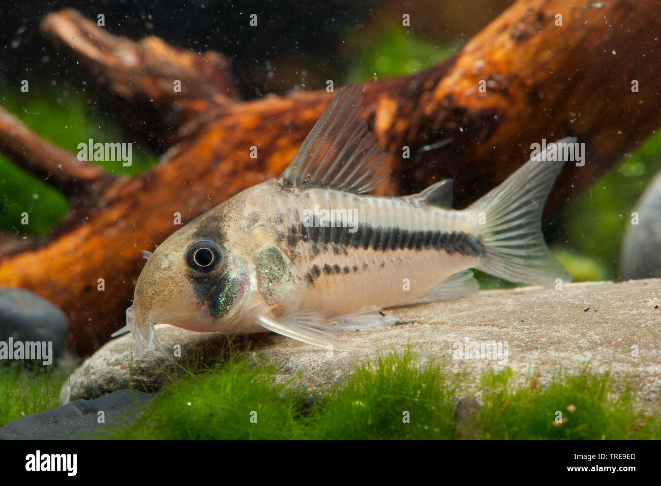 armored catfish (Corydoras axelrodi deckeri), lying on the bottom Stock Photo