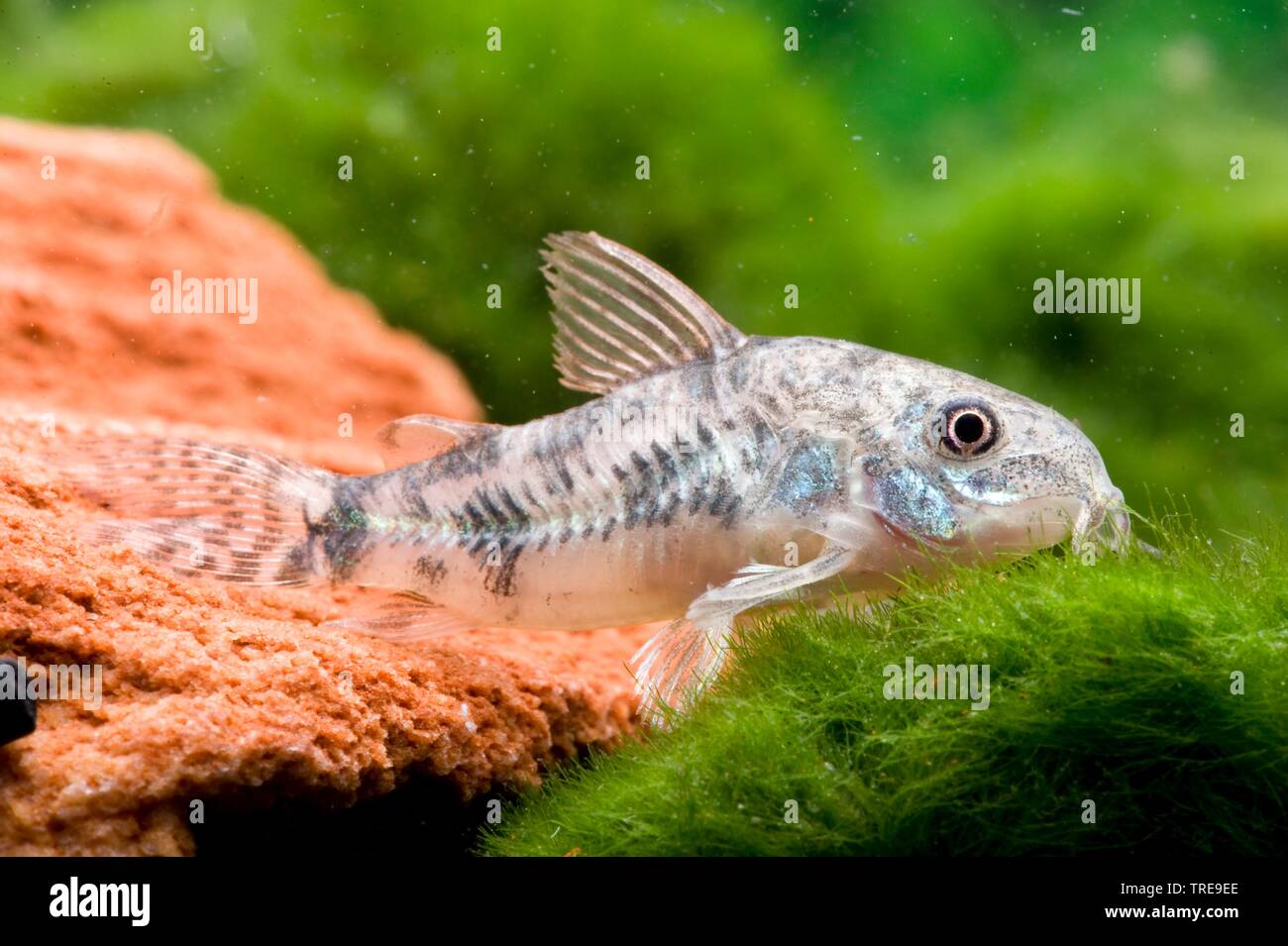 catfish (Corydoras leopardus), swimming above the bottom Stock Photo