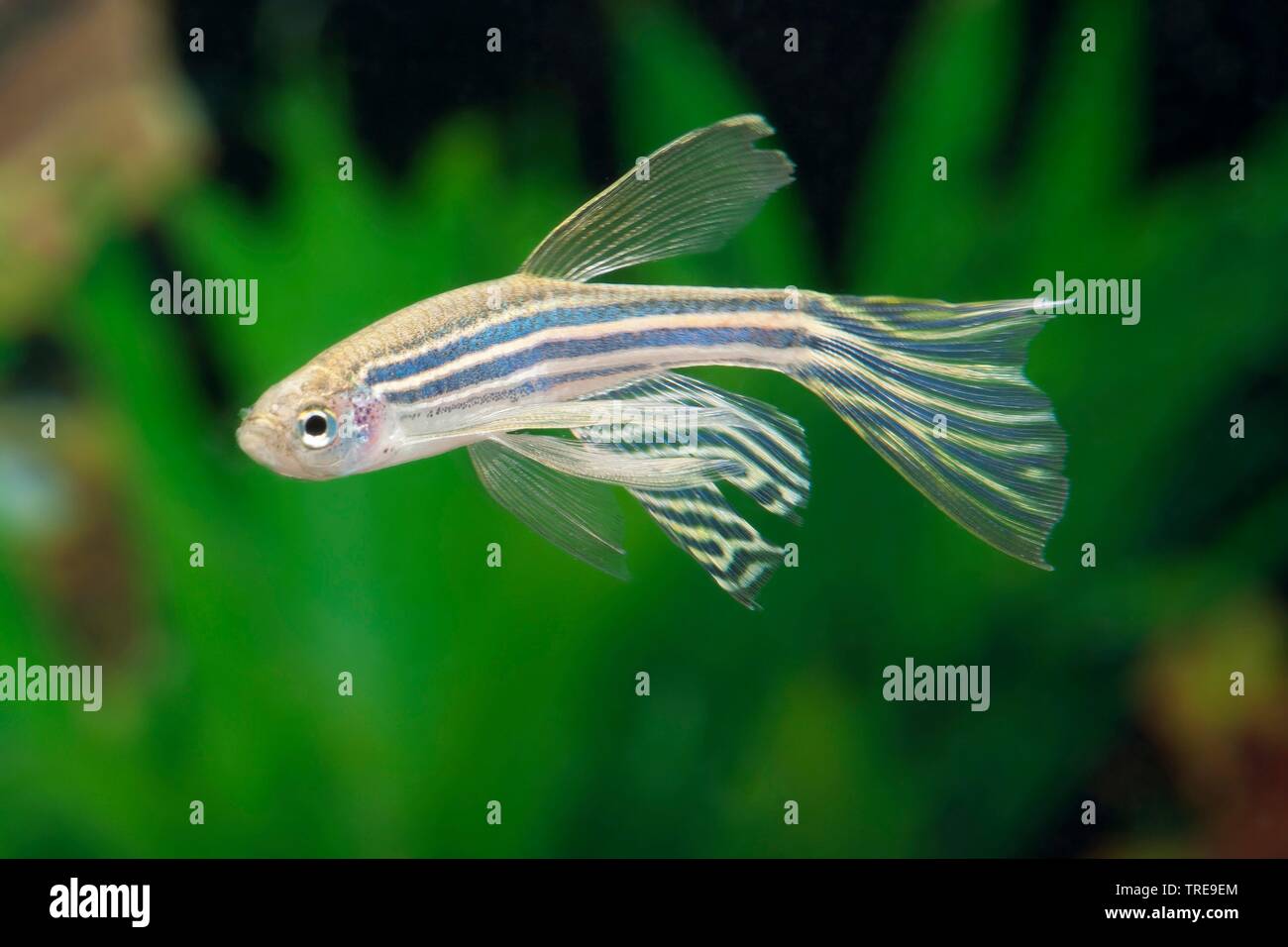 Zebra Danio High Resolution Stock Photography And Images Alamy,Country Ribs In Oven Fast