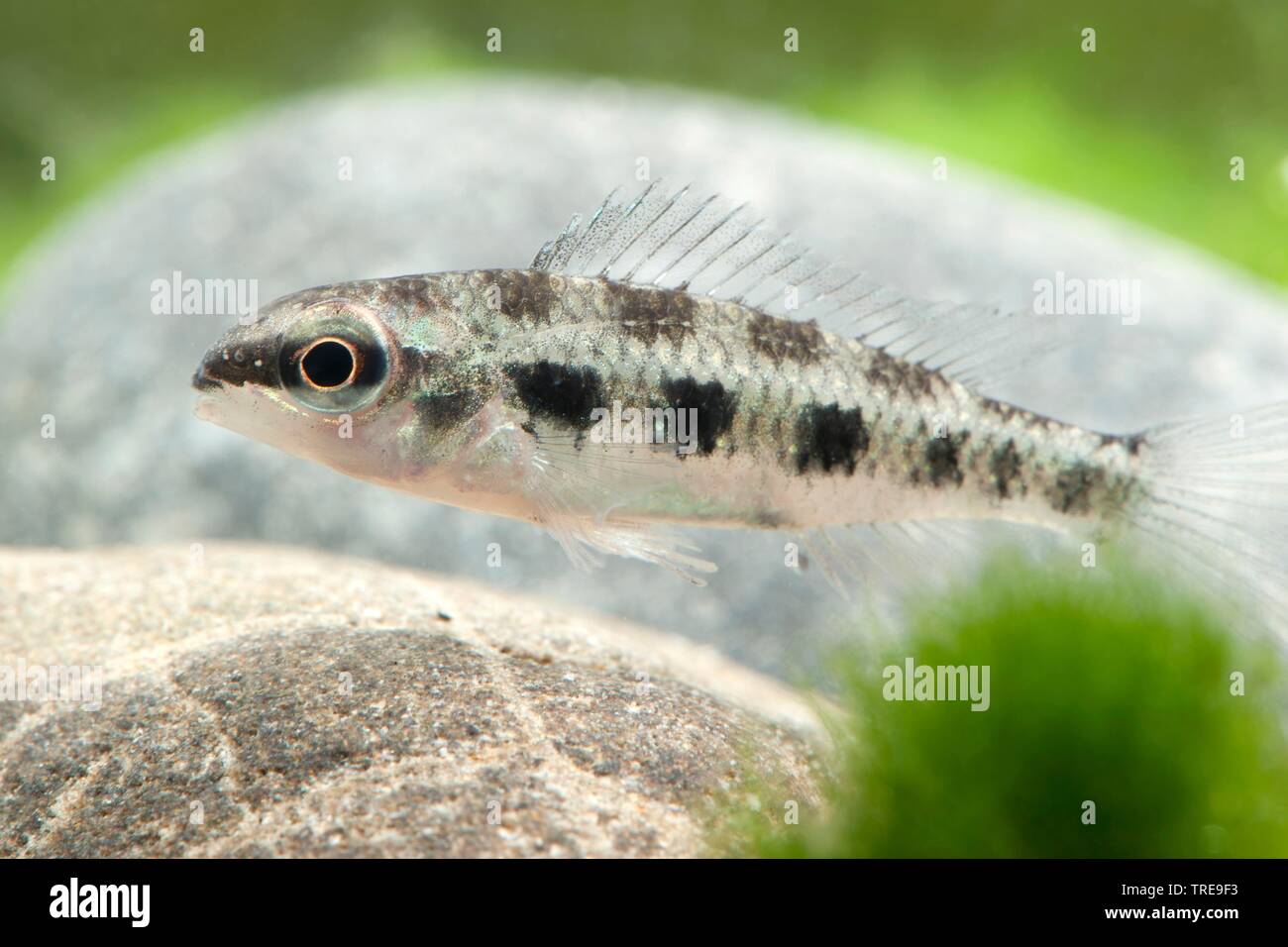 chessboard cichlid, fork-tailed checkerboard cichlid, checkerboard cichlid (Dicrossus filamentosus, Crenicara filamentosa), swimming, side view Stock Photo