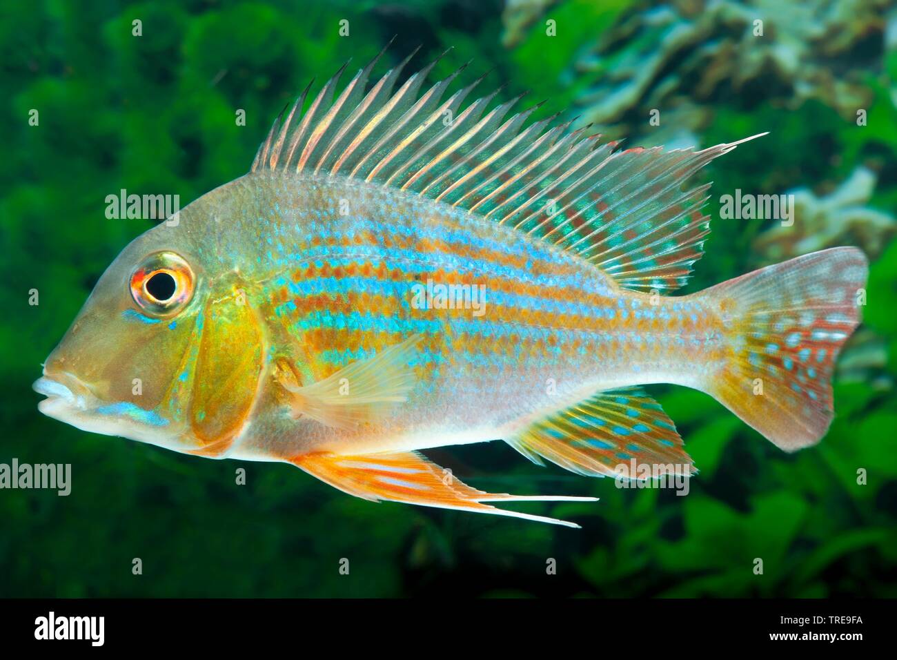 Surinam pearl cichlid, Surinam Geophagus (Geophagus surinamensis), swimming, side view Stock Photo
