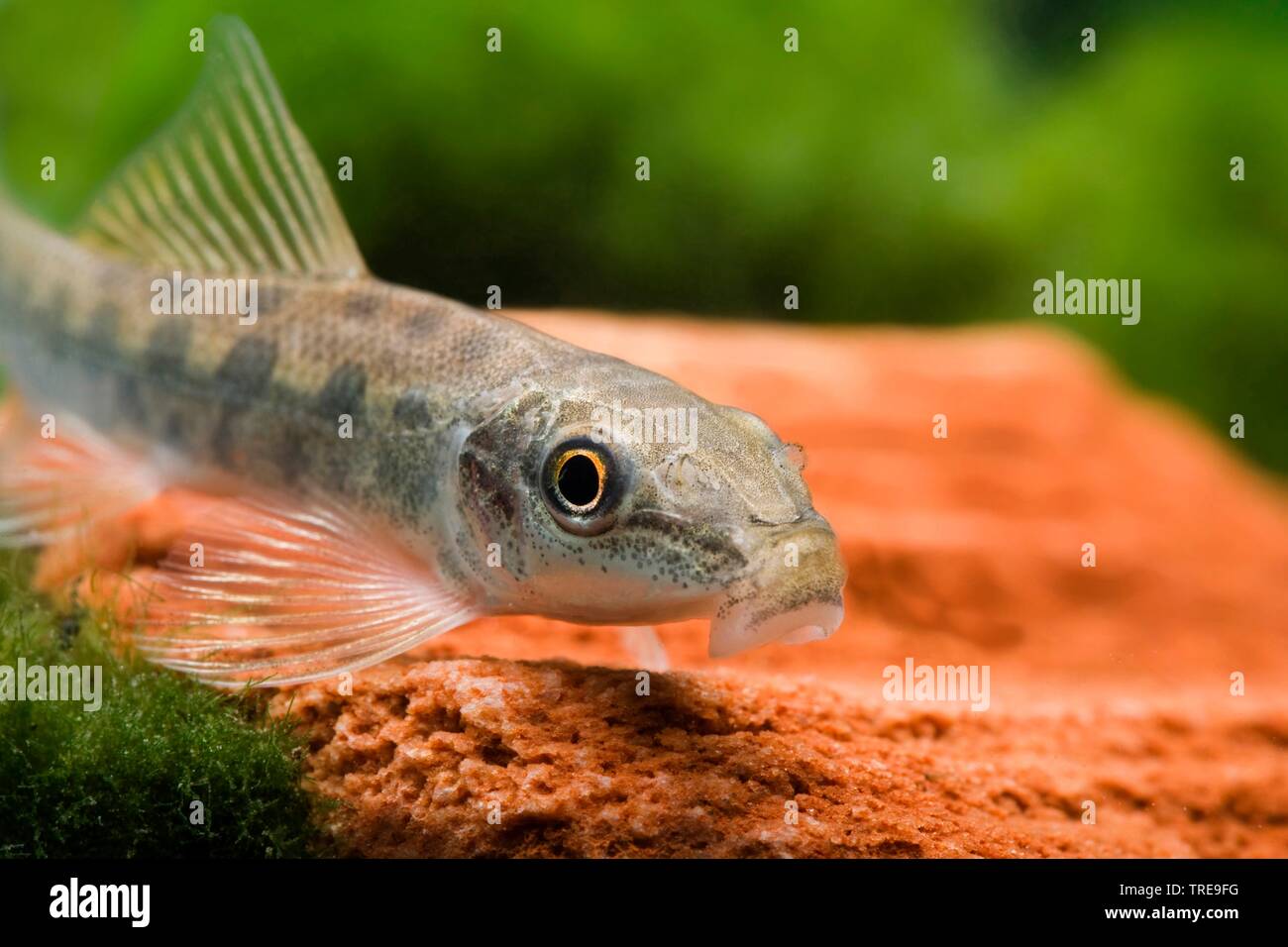 Honey Sucker, Sucking Loach, Chinese Algae Eater, Siam sucking loach (Gyrinocheilus aymonieri, Psilorhynchus aymonieri), portrait Stock Photo