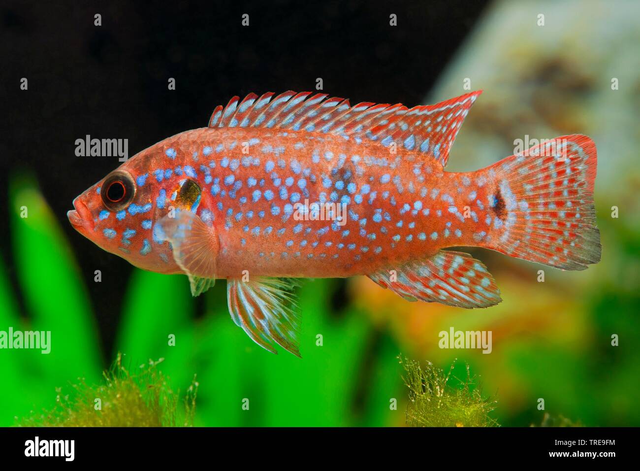 Blood Red Jewel fish, Blood Red Jewel (Hemichromis lifalili), swimming, side view Stock Photo