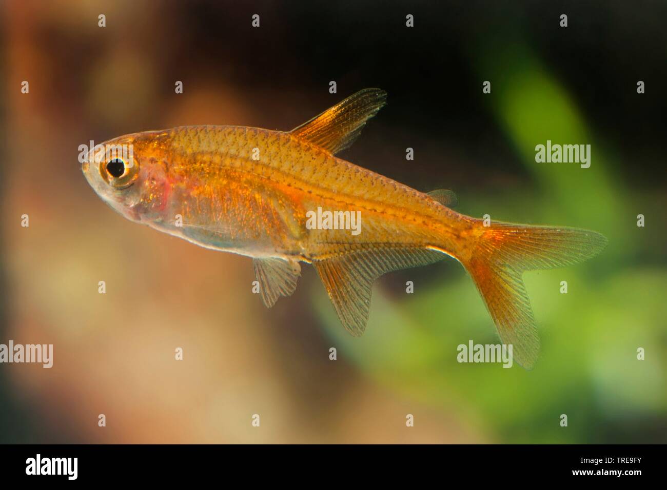 Amanda's fire tetra (Hyphessobrycon amandae, Hemigrammus amandae), side view Stock Photo