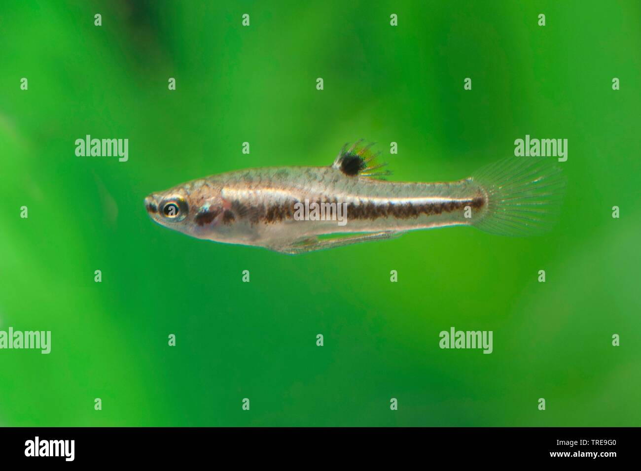least killifish (Heterandria formosa), swimming, side view Stock Photo